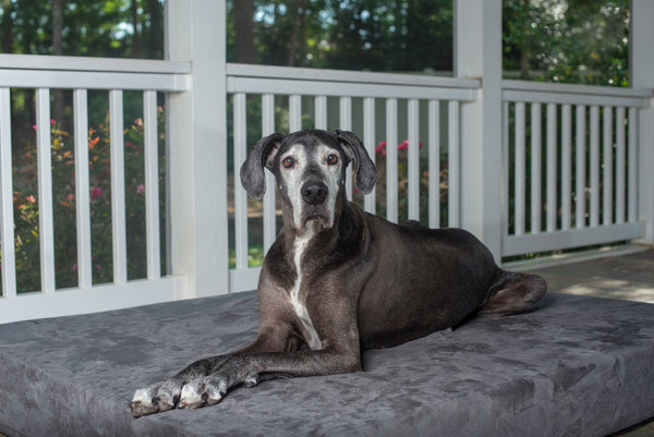 Senior Great Dane on Big Barker Bed