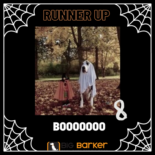 Big Barker Halloween 2020 Runner up 8