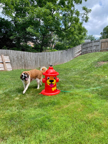 "Cooling off on a hot day with my giant sprinkler perfect for big guys like me!"