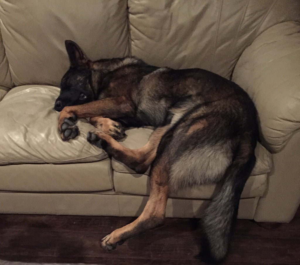 Diesel Laying on Big Barker bed