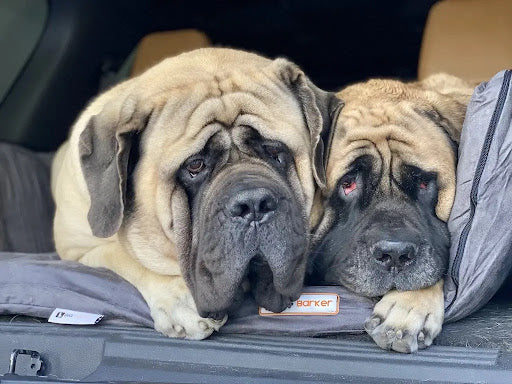 Sulley and Junior on Backseat Barker