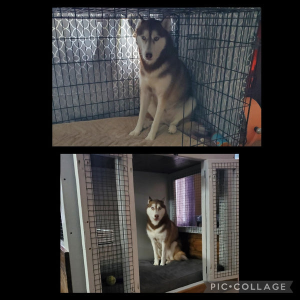 Cain in his crate before and after Big Barker