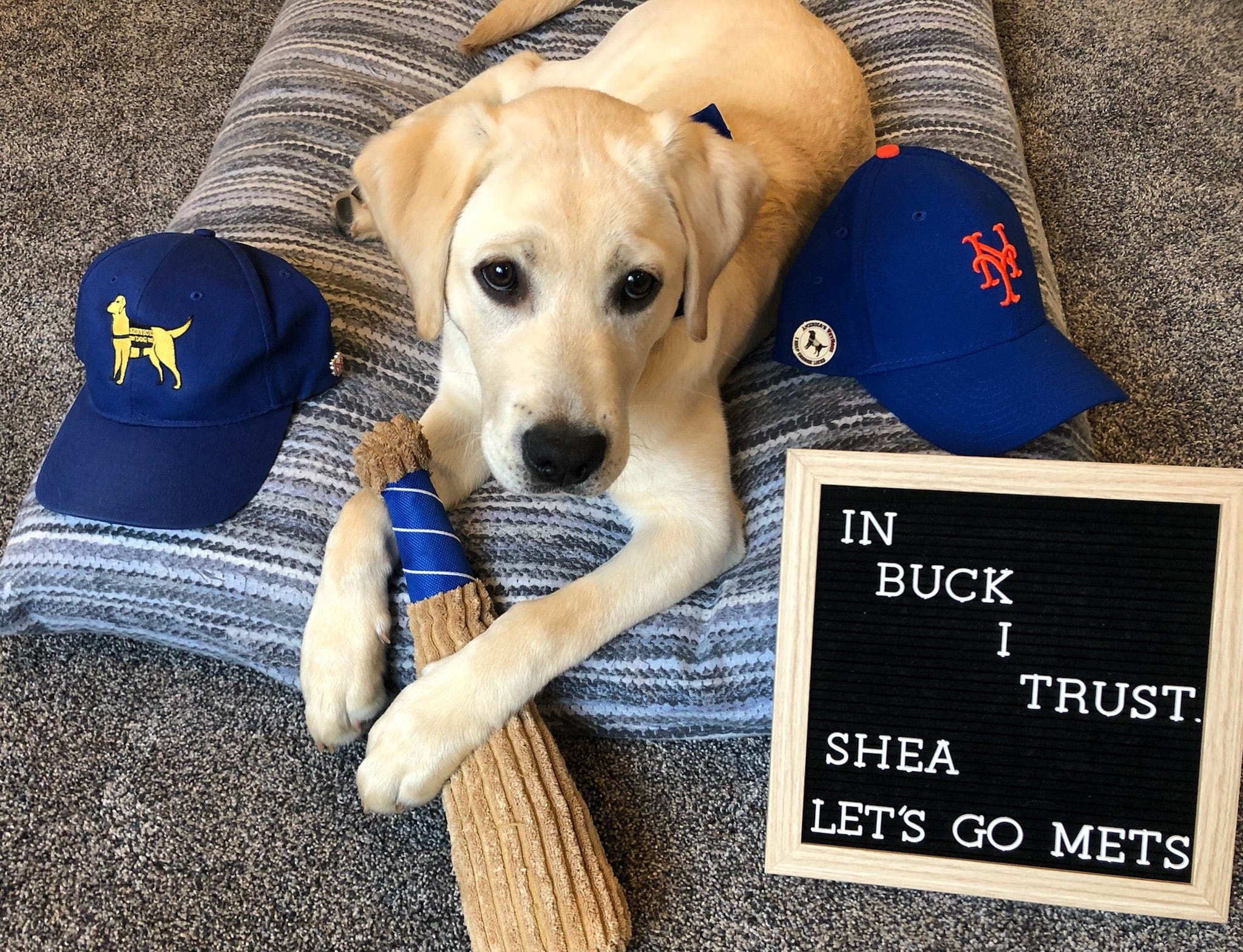 how-much-does-a-guide-dog-trainer-earn