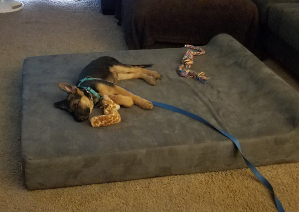 German Shepherd Puppy Asleep on Big Barker Bed