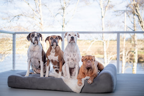 Dogs on a Big Barker Bed