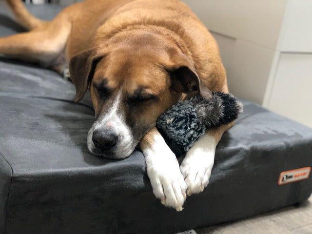 Jake sleeping on his Big Barker