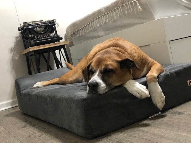 Jake sleeping on his Big Barker bed