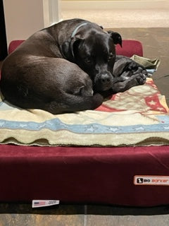 Kobe resting on his burgundy Big Barker bed