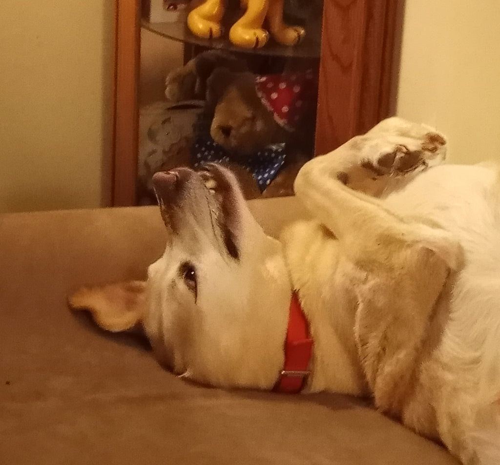 Bandit laying on his back on his Big Barker