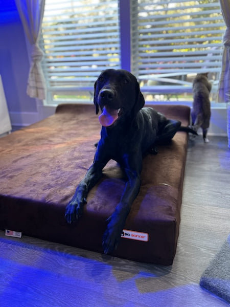 Happy Dog on a Big Barker Bed