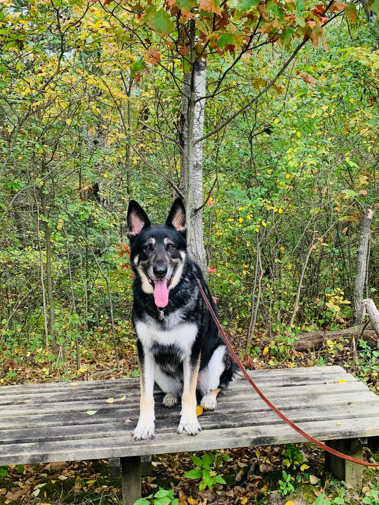 Matrix sitting on some wood outside