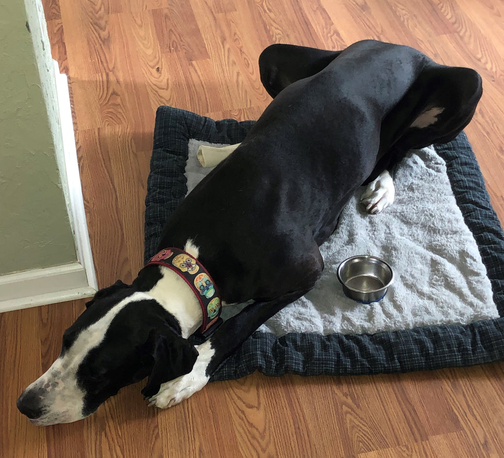 Dane laying on his old bed