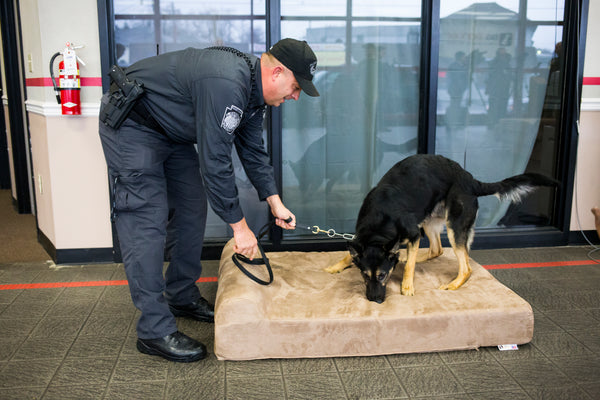 K-9 Checking Out New Big Barker Bed