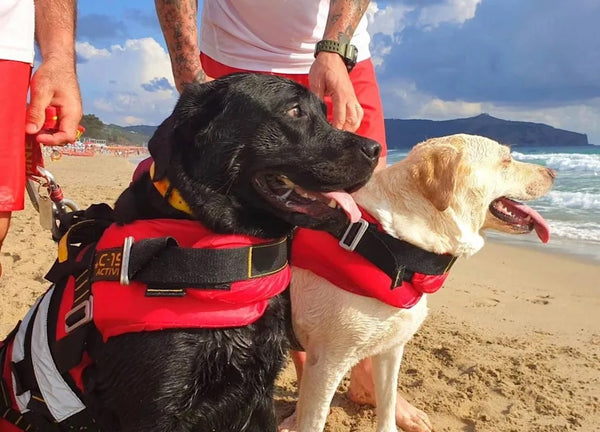 Rescue Dogs