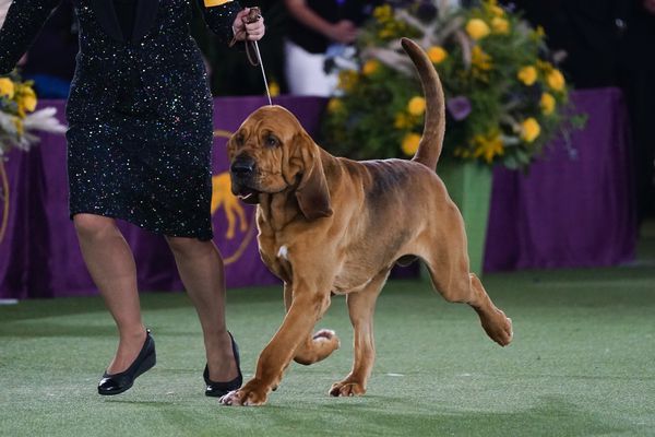 Trumpet competes in the Westminster dog show