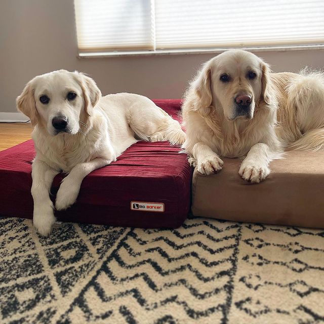 Two dogs on two Big Barker beds