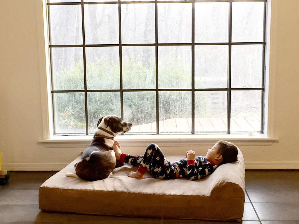 Dog and Boy on Big Barker bed