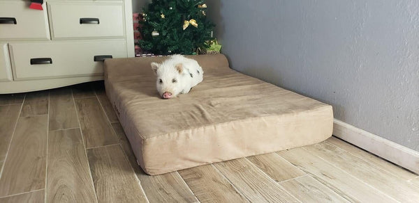 This little Piglet is loving the Big Barker bed!