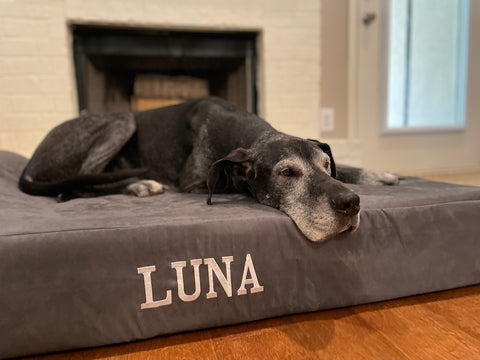 Luna with her Embroidered Big Barker Bed