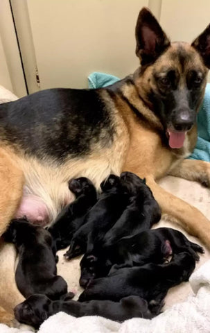 Nala and her puppies