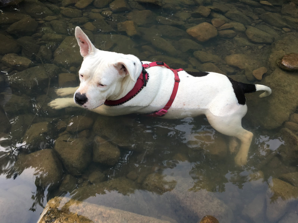 Water can be soothing for dogs with hip dysplasia