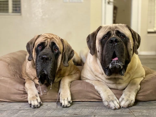 Sulley and Junior on Big Barker Bed