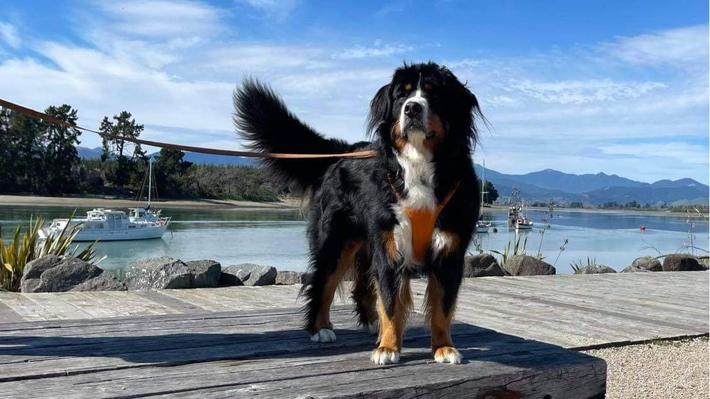 Bailey the Bernese Mountain Dog