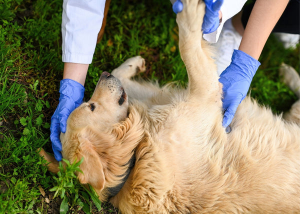 Dog Getting Treatment