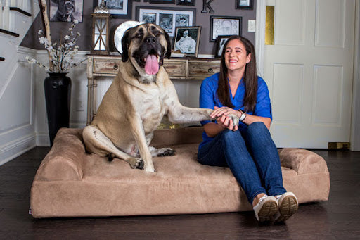 Mastiff and Woman Sitting on a Big Barker bed