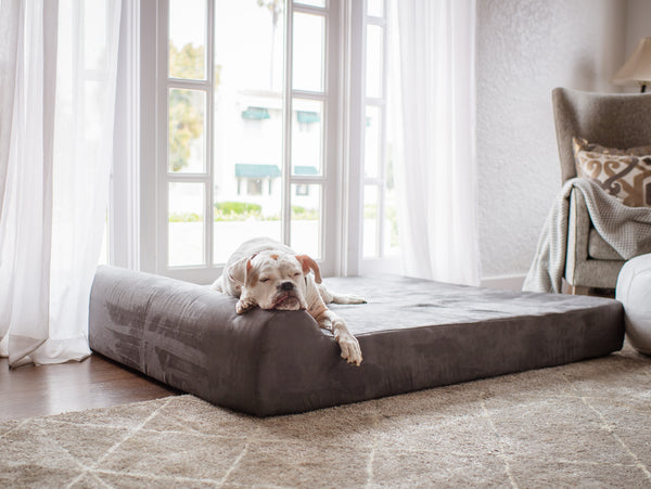 Dog Asleep on a Big Barker Bed