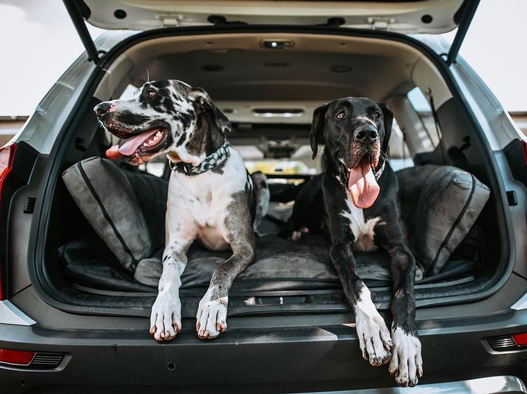 Great Danes on Backseat Barker