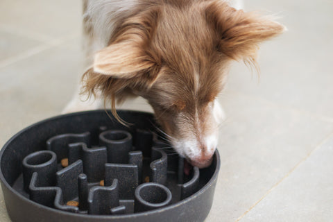 Mental Stimulation and Enrichment Ideas for your Dog