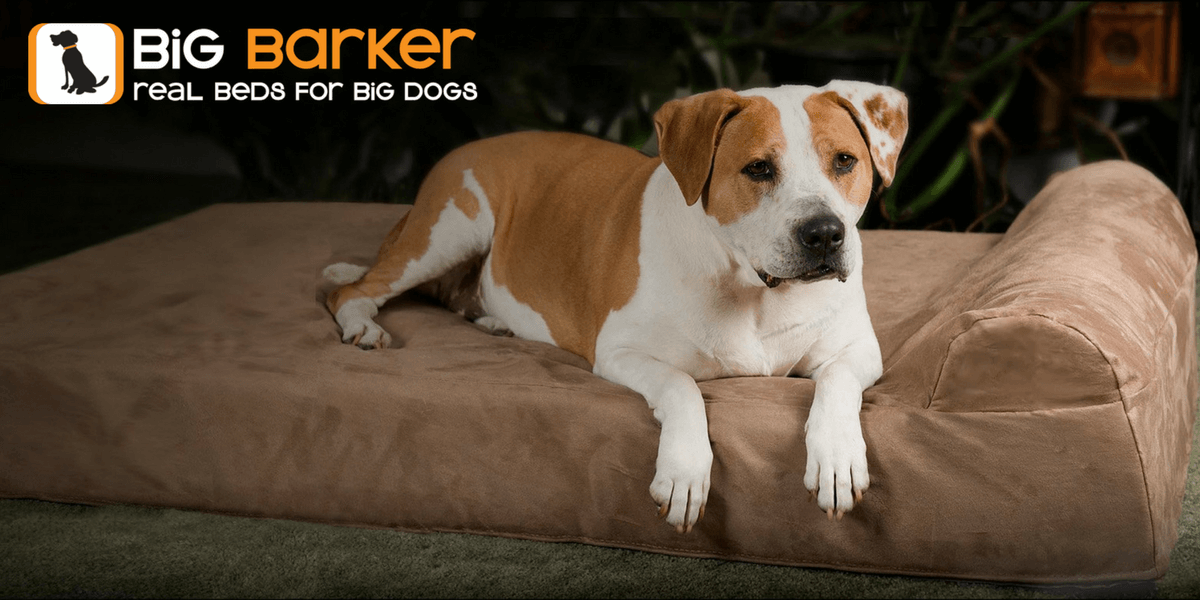 big barker dog bed australia