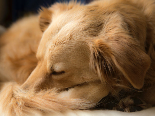 Dog Curled Up and Sleeping