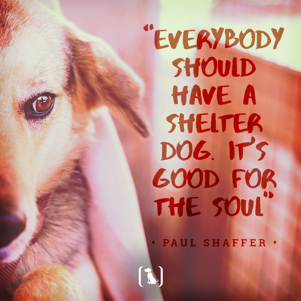 “Everybody should have a shelter dog. It’s good for the soul”