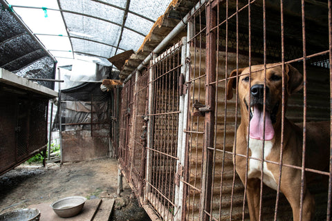 Dog rescued from meat farm