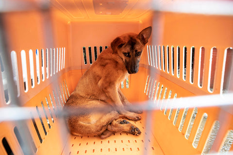 Dog in cage after being rescued from meat farm