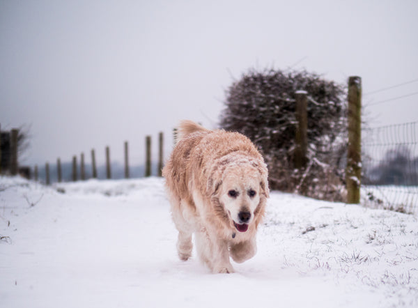 Joint Care For Your Big Dog In The Cold Winter Months