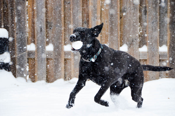 Dog Running in the Snow