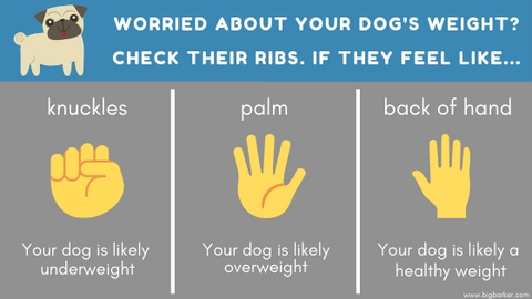 The Hand Test - Is your dog overweight?