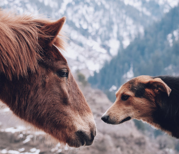 Nicknames for Dogs... or Other Animals