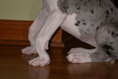 'knuckling' of the joints dog