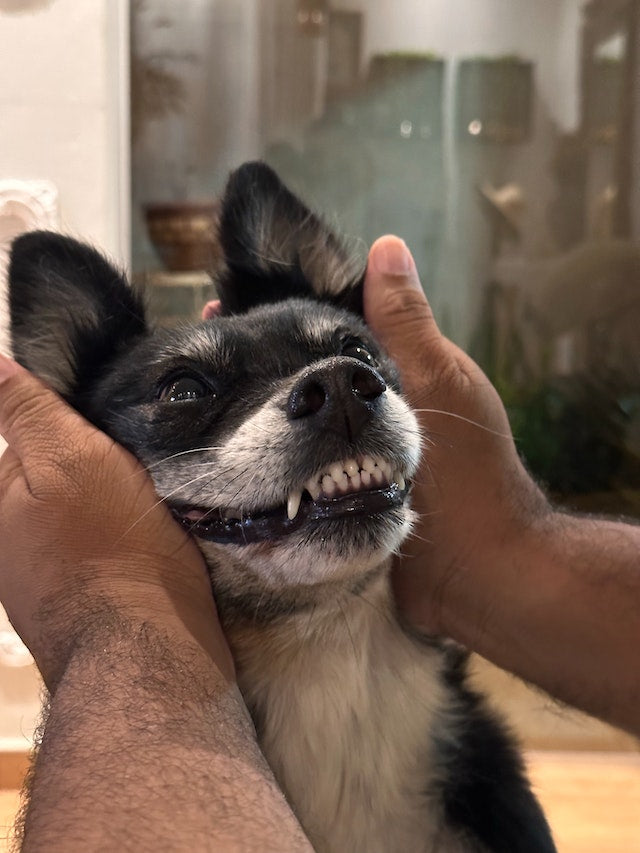 Adorable dog smiling at the camera