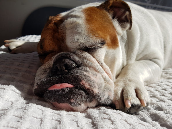 Bulldog Sleeping