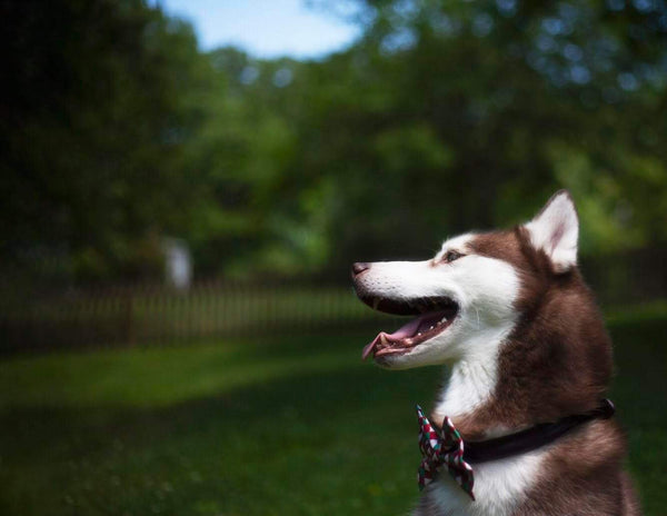 Cain the Siberian Husky