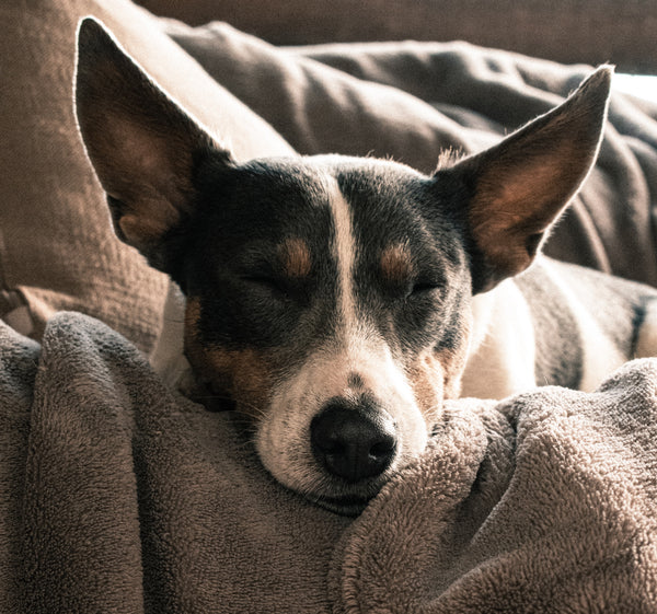 Dog in Blankets