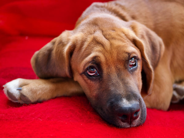 Dog in Pain and Laying Down