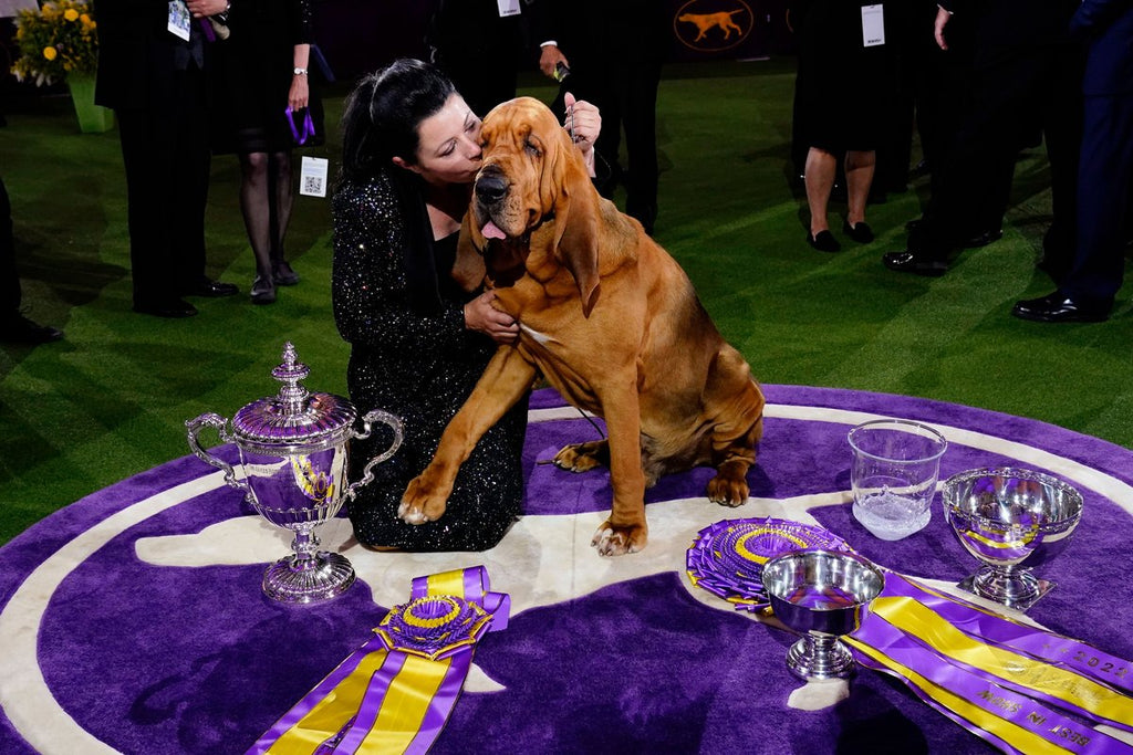 Trumpet and his owner celebrate their win of Best in Show