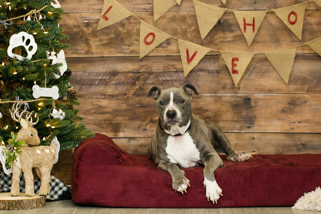 BVSPCA Big Barker Holiday Sleepovers 