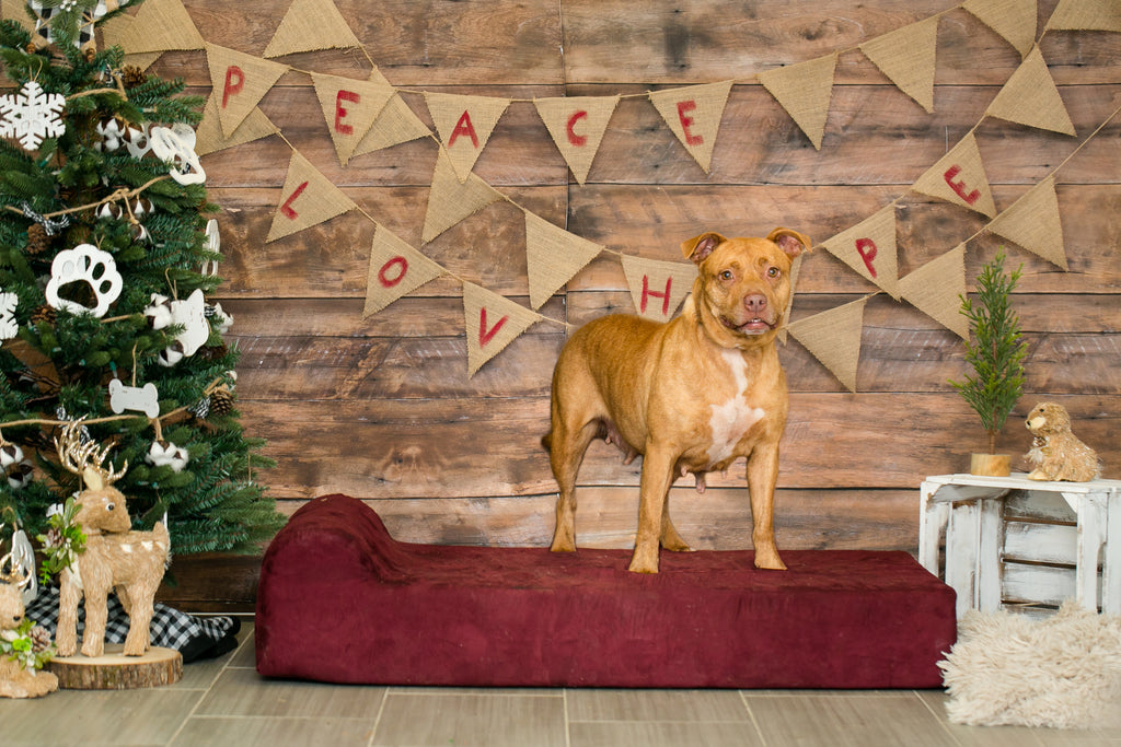 BVSPCA Big Barker Holiday Sleepovers 